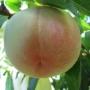 덕우농장 이미지