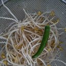 쉐프국밥 이미지