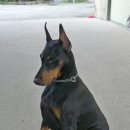 덩어리 Daum카페