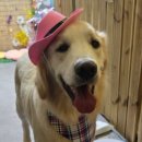 개미용중 이미지