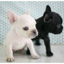 덩어리 Daum카페
