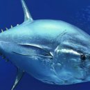 마구로마구로 이미지