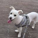 하나애견 | 친절하고 실력 좋은 의정부 애견 미용실 추천 몽몽하나 내돈내산 방문 후기