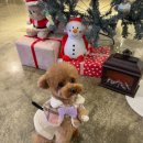 아이뽀 강아지미용실 이미지