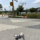 동탄 야외스냅 헤이쏠스튜디오 (with 멍뭉이 뭉치) 힙한 감성을 원한다면 여기!