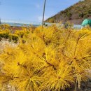 황금수퍼 이미지