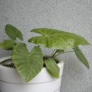 게으른오후 이미지