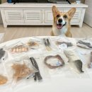 뚱띠레이 이미지