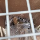 경북야생동물구조관리센터 이미지