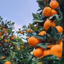 천지배농장 이미지