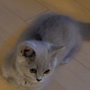 일산고양이분양&미용 반하나캣 이미지