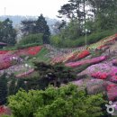 법성포에 날리는 꽃향기의 근원지,영광 숲쟁이꽃동산 이미지