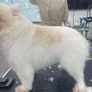 [국비_내일배움카드] 10/10 애견(반려견)패션 실무자 과정 | [부산 북구 야간반 모집] 애견미용 국비지원 학원! 내일배움카드로 봄맞이 반려동물 교육 시작