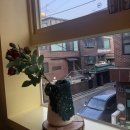 카페옐로우버터