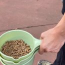 송남목장 | 여행아이과가볼만한곳* 힐링되는 상상양떼목장편백숲 다녀온 후기🐑 (feat.토끼,기니피그,앵무새 먹이...