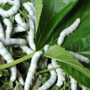 환의농장 이미지