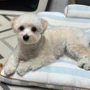 쵸코네묭실 이미지