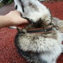 강아지정류장 이미지