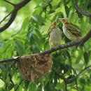 강포초등학교 이미지
