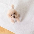 건강하게 동물병원 이미지