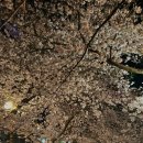 남해정보산업고등학교 | 남해 벚꽃 및 포토 스팟2 (나루터휴게소, 왕지벚꽃길, 전망대횟집, 다랭이마을, 인물사진)