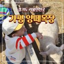 장군목장 | 경기도 가평 아기랑 가볼만한곳 양떼목장 내돈내산 방문 솔직후기