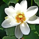 한수공원 Daum카페