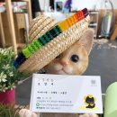 꽃길 걷는 고양이 이미지