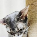 건식다움 이미지