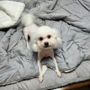 Pet salon 이미지