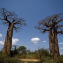 바오밥나무 이미지