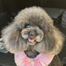 이따봐요 | 온천장애견미용샵 이따봐요 푸들 캔디컷 후기