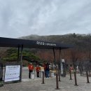 숲이다 | 화담숲 벚꽃 구경 다녀온 후기 (2026.4.4.방문)