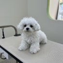 아워퍼피 이미지