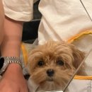 스핑제리 이미지