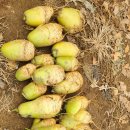 이기철농장 이미지