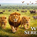 What Really Happens When You Enter the Jungle? 🌿 | 4K Wild Serenity 이미지