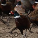 닭요리전문점 진미 이미지