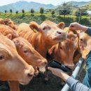 땅끝한우농장 이미지