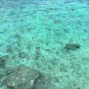 더마르한 이미지