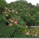 지리산愛 이미지