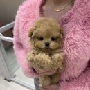 대구강아지분양 럽댕 이미지