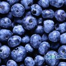 블루베리 이미지