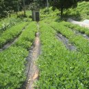 상순농장 이미지