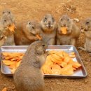 냠냠쩝쩝 Daum카페
