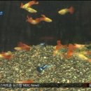 구피 카카오 검색결과