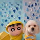 블링블링슈가 이미지