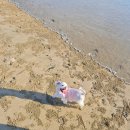 송정솔바람해변2 | 남해 애견동반 여행 추천! 송정 솔바람해수욕장에서 바다와 함께한 특별한 시간