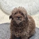 해피 테디 펫 살롱 | 푸들 전복이 3mm 클리핑 &amp; 테디베어컷 ✂️ 안다펫살롱 미용 후기