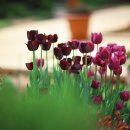 마당목장 이미지